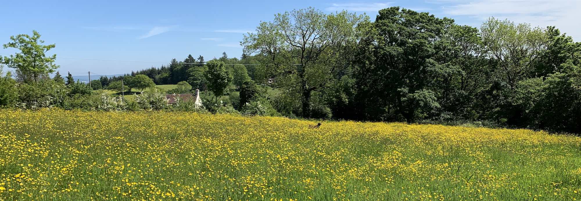 Field full of buttercups